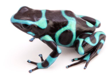 Dendrobates hava, Panama beyaz bir arka plan üzerinde izole tropikal yağmur ormanından zehirli ok kurbağa