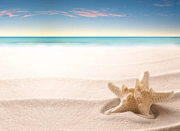 Ένα Τροπικό Αστερίες Ωοτοκίας Στην Άμμο Παραλία Αμμώδη Υφή Αστέρι — Φωτογραφία Αρχείου