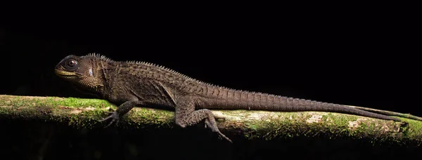クレステッド ドラゴンまたは木製トカゲ Enyalioides コロンビアのアマゾンの熱帯雨林から 美しい爬虫類 — ストック写真