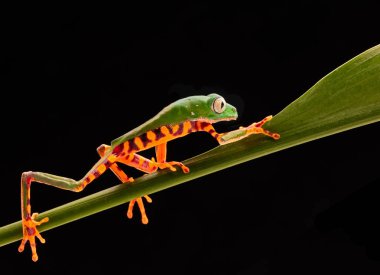 Kaplan bacak maymun ağaç kurbağası, Phyllomadusa tomopterna. Amazon yağmur ormanı ve nesli tehlike altında olan bir hayvan tropikal treefrog.