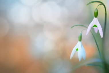  kar çifti erken bahar beyaz kır çiçeği, arka plan damla. Galanthus nivalis kış ve yılın ilk kır çiçekleri sırasında çiçeklenme.