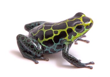 Küçük zehirli dart veya ok kurbağa, Ranitomeya variabilis. Peru Amazon ormanları güzel yağmur ormanı hayvandan makro. Beyaz bir arka plan üzerinde izole.