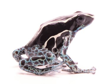 Deying zehirli ok kurbağası, Dendrobates tinctorius toz mavi. Bir güzel küçük egzotik aniaml Amazon ormanları Surinam üzerinden. Üzerinde beyaz bir backgorund izole.