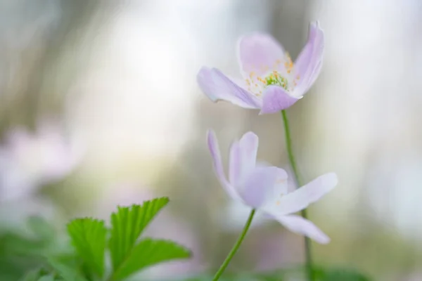 Coppia Fiori Bosco Anemone Immagine Superficiale Profondità — Foto Stock