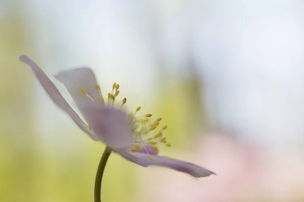 Zawilec Szczegółowo Pręcik Makro Delikatne Kruche Wiosna Dziki Kwiat Soft — Zdjęcie stockowe