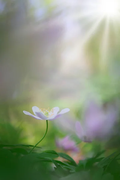 Anémone Bois Blanc Simple Dans Forêt Printanière Rêveuse Vierge Fleurs — Photo