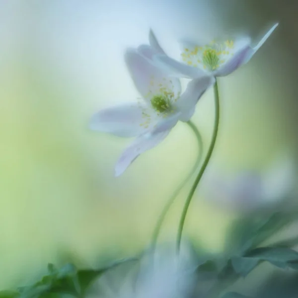 Paio Fiori Bianchi Selvatici Una Corsa Amore Romantica Coppia Fiori — Foto Stock