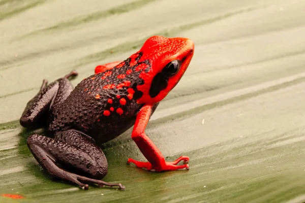 Grenouille Venimeuse Tête Rouge Ameerega Silverstonei Animal Forêt Tropicale Humide — Photo