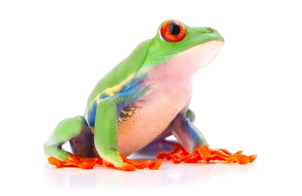 Red Eyed Tree Frog Uit Het Tropisch Regenwoud Costa Rica — Stockfoto