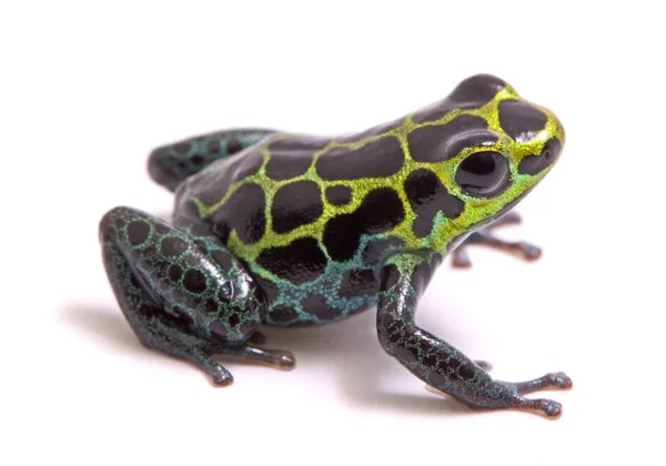 Small Poison Dart Arrow Frog Ranitomeya Variabilis Macro Beautiful Rain — Stock Photo, Image