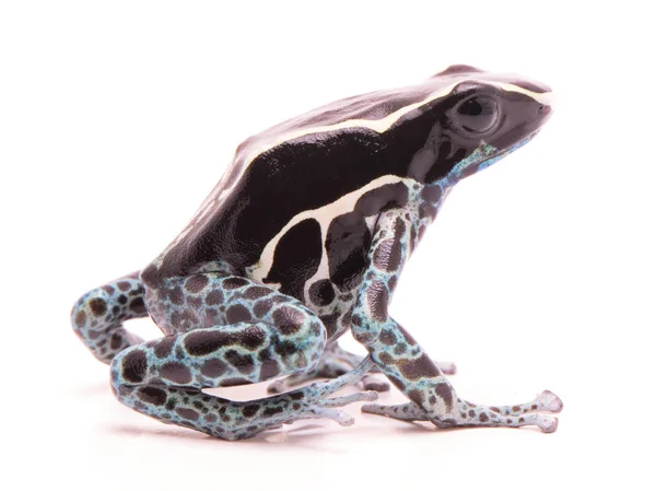 Deying Zehirli Kurbağası Dendrobates Tinctorius Toz Mavi Bir Güzel Küçük — Stok fotoğraf