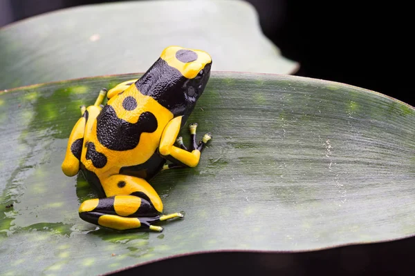 来自委内瑞拉热带亚马逊雨林的大黄蜂毒飞镖蛙 — 图库照片