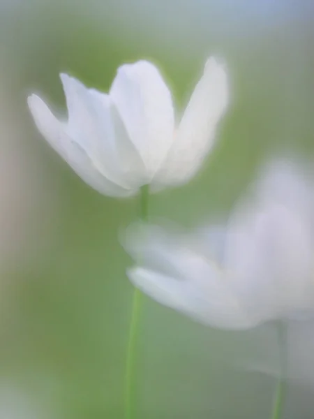 Ahşap Anemone Ruhu Bir Güzel Beyaz Kır Çiçeği Yumuşak Odak — Stok fotoğraf