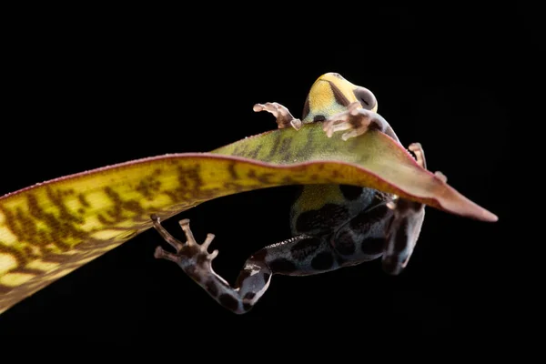 Rane Conservazione Della Natura Sono Rischio Estinzione Ranitomeya Lamasi Una — Foto Stock