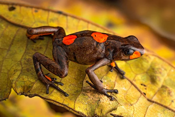 Rana Venenosa Del Dardo Oophaga Histrionica Pequeño Animal Venenoso Selva — Foto de Stock