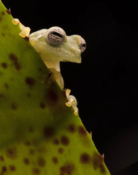 葉の縁に大きな美しい目を持つを越えて覗く好奇心の少しのガラスのカエル Teratohyla Pulverata アマゾンの熱帯雨林から熱帯雨林の動物 — ストック写真