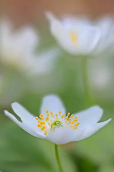 Dziki Kwiat Wiosenny Zawilec Nemerosa Wildflower Biały Piękny Strzał Nieostrość — Zdjęcie stockowe