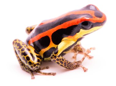 zehirli dart veya ok kurbağası, Ranitomeya uakarii altın bacak morph. Peru Amazon yağmur ormanlarında gelen bir Dendrobates. Bu hayvan tropik Amazon yağmur ormanlarında Peru yaşıyor. Beyaz arka plan üzerinde izole