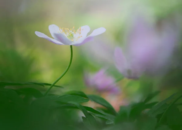 Anémone Bois Blanc Simple Dans Forêt Printanière Rêveuse Vierge Fleurs — Photo