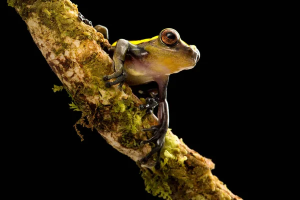 Ağaç Kurbağası Tropik Amazon Yağmur Ormanı Kolombiya — Stok fotoğraf