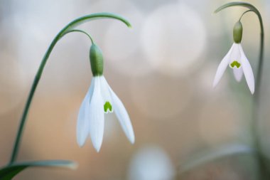 kar erken bahar beyaz kır çiçeği, Galanthus nivalis bırakır. Kış aylarında çiçek açan kır çiçeği çiçeği