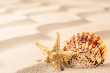 Deniz kabuğu ve denizyıldızı tropikal Beach sakinleştirmek kum üzerinde. Özgürlük ve yaz tatil için kavram