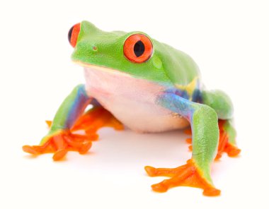 Kırmızı monkey ağaç kurbağası, Kosta Rika beyaz arka plan üzerinde izole yağmur ormanlarında tropikal bir hayvandan gözlü. Bu amfibi bir tehlike altındaki türler ve doğa koruma ihtiyacı