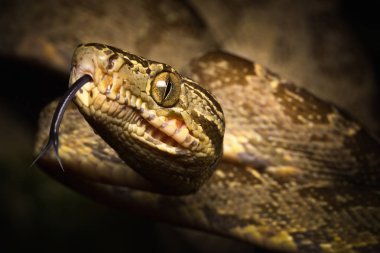 tropical snake, tree boa Corallus hortulanus a serpent of the Amazon rain forest in Colombia, Brazil and Ecuador clipart