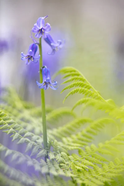 Kék Vad Tavaszi Fliwer Bluebells Korai Világos Vadvirágok — Stock Fotó