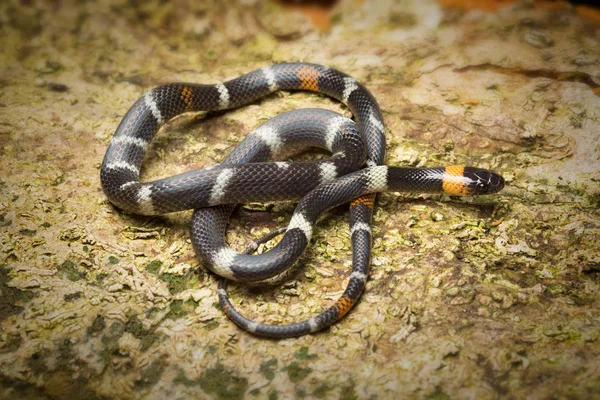 Serpent Calico Tête Noire Colombie Oxyrhopus Melanogenys Petit Serpent Forêt — Photo