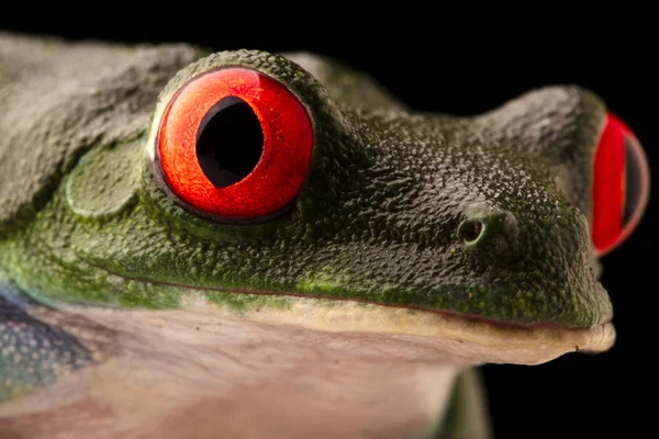 Los Ojos Vibrantes Una Rana Ojos Rojos Agalychnis Callydrias Una —  Fotos de Stock