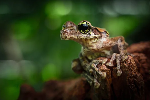 개구리 아마존 이국적인 Treefrog Osteocephalus Taurinus 놀라운 눈으로 — 스톡 사진