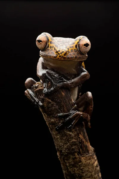 アオガエル Hypsiboas Geograficus アマゾンの熱帯雨林からの熱帯木のカエルのなかま — ストック写真