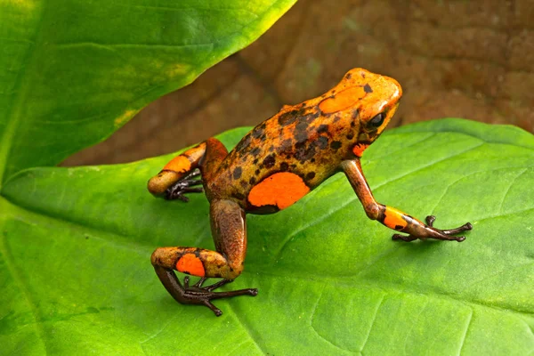 毒投げ矢のカエル Oophaga Histrionica コロンビアの雨の森から小さな有毒動物 — ストック写真