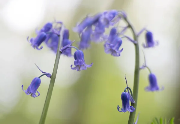 Campana Azul Flor Silvestre Con Enfoque Suave Bokeh Agradable Las — Foto de Stock