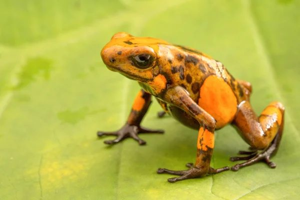 Poison Dart Frog Oophaga Histrionica Tropical Rain Forest Colombia Macro — Stock Photo, Image