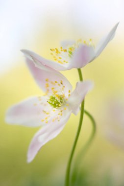 Ahşap anemone - makro bir erken Bahar çiçek Çift