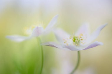 Bir çift ahşap anemone kır çiçekleri