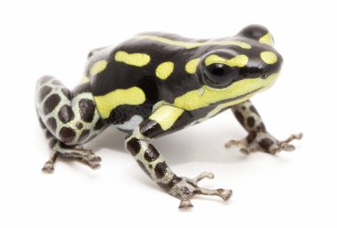 Ranitomeya flavovitata
