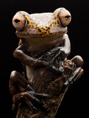 tropik ağaç kurbağası portre. Boana geografica