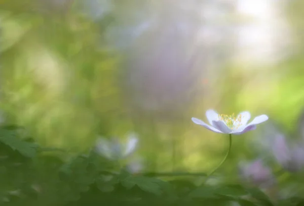 Single wood anemone — Stock Photo, Image