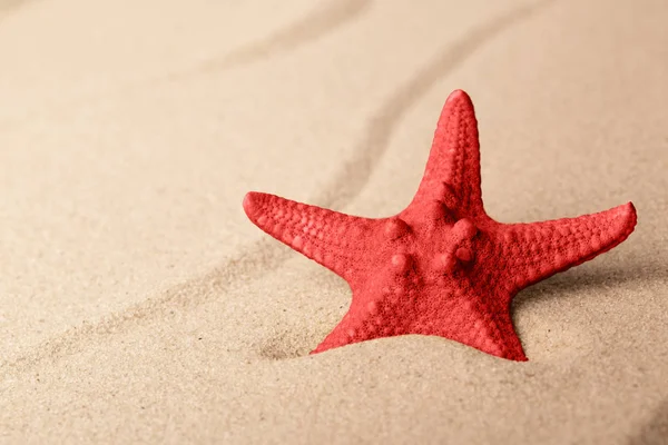 Κόκκινο Αστερίες Αμμώδη Παραλία Μία Ενιαία Seastar Στην Κυματισμένη Καθορισμός — Φωτογραφία Αρχείου