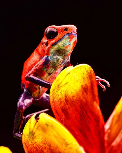 Red strawberry poison dart frog Costa rica — Stock Photo, Image