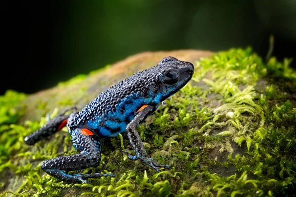 Ядовитая Дротиковая Лягушка Ameerega Ingeri Dendrobatidae Amphibian Тропических Тропических Лесов — стоковое фото