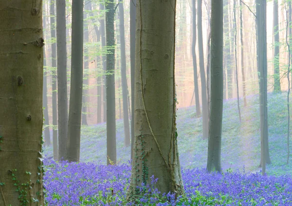 Temprano Mañana Bosque Primavera Con Campanas Azules Violetas Niebla Brumosa —  Fotos de Stock