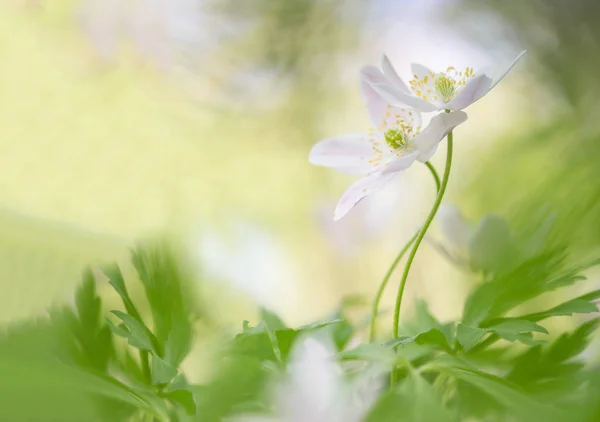 O abraço - Flor selvagem anêmona de madeira — Fotografia de Stock