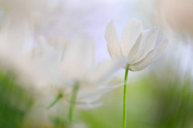 Ahşap anemone minimalizm