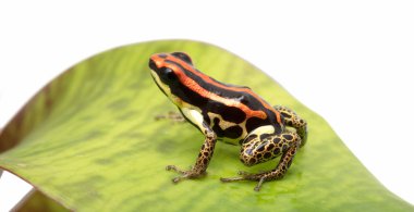 Ranitomeya uakarii altın leggs
