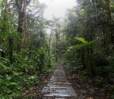amazon yağmur ormanlarında orman iz 