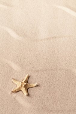 sakinleştirmek tropik sahil kumu üzerinde bir tek deniz yıldızı. Seastar özgürlük ve tatil konseptiyle. Kopya alanı ile dokulu arka plan.
